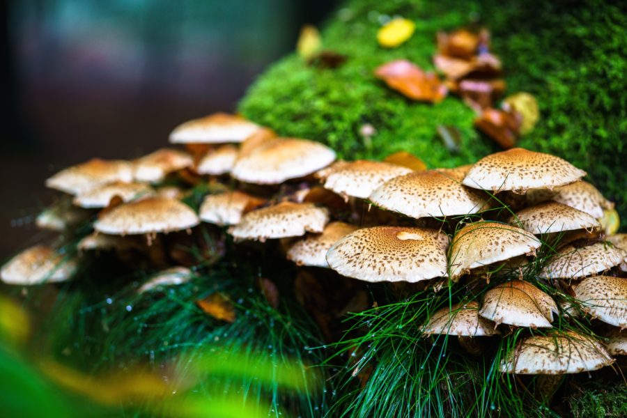 Mushrooms Archives - Global Wellness Summit
