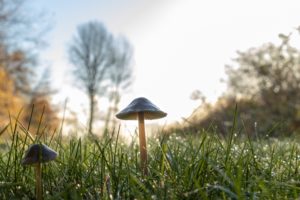 Magic Mushroom Retreats